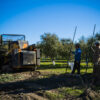 Arbequina 15L (3×5L) · Alfanje 11 agricultores que trabajan en el olivar