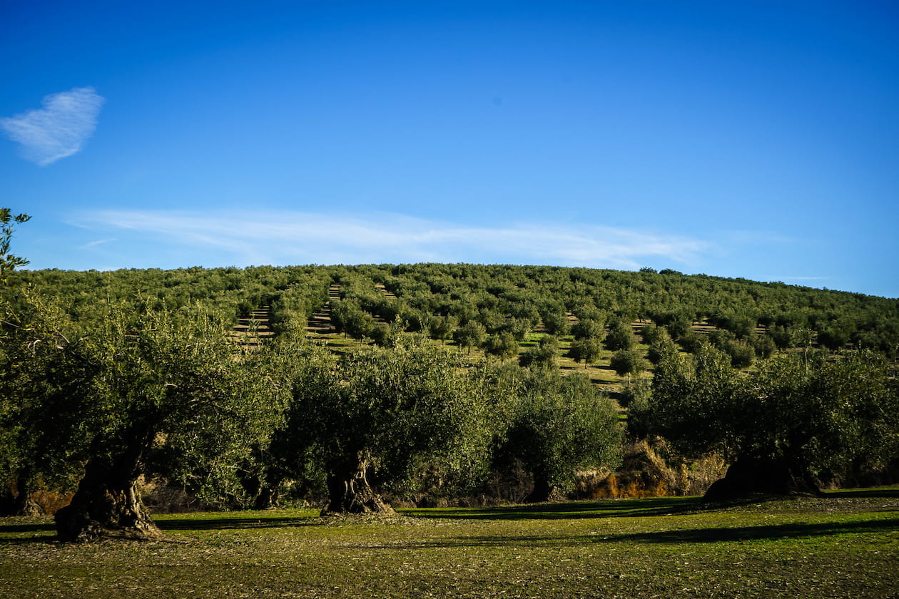 Olive grove in Córdoba