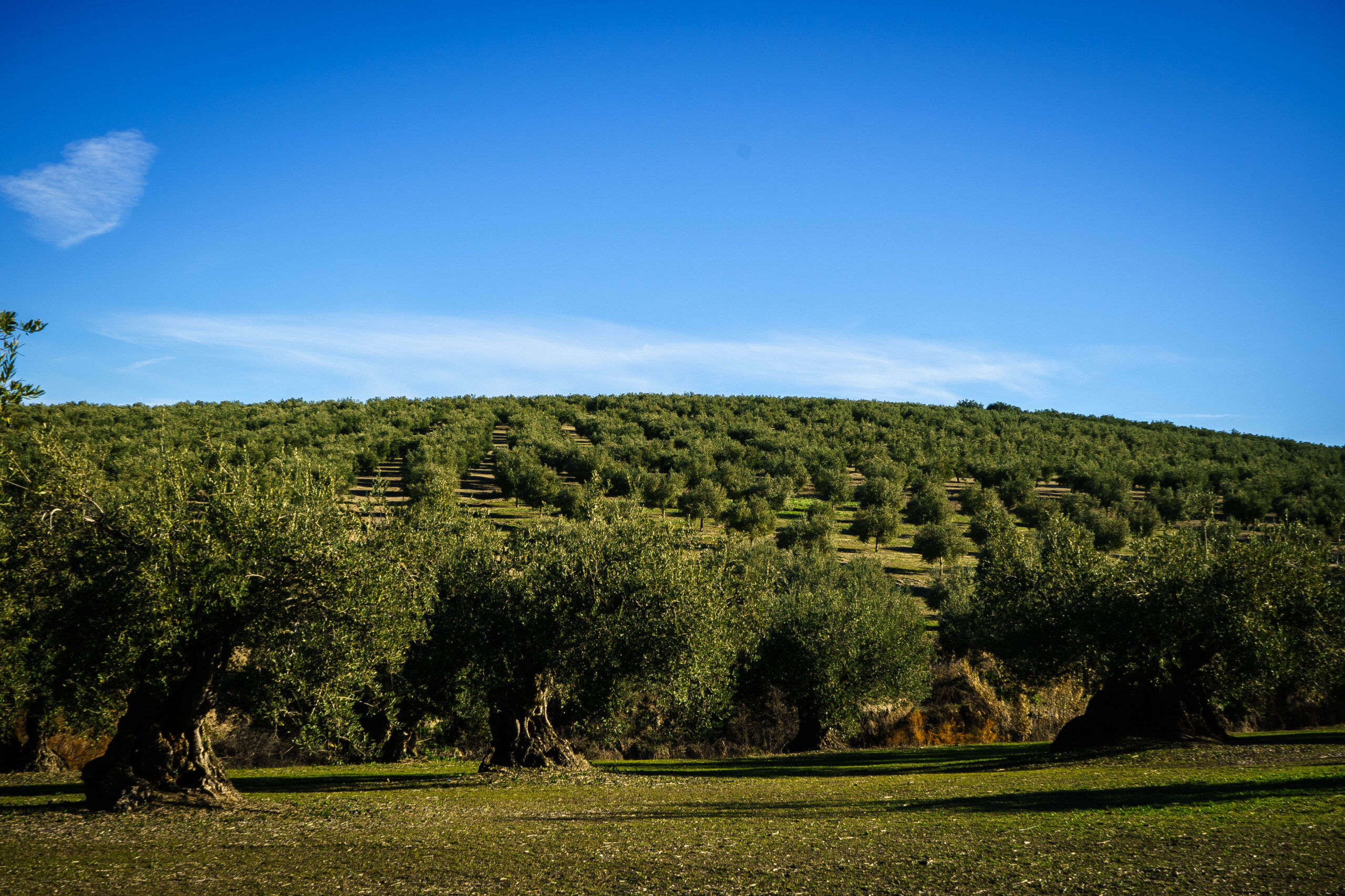 Olive grove in Córdoba