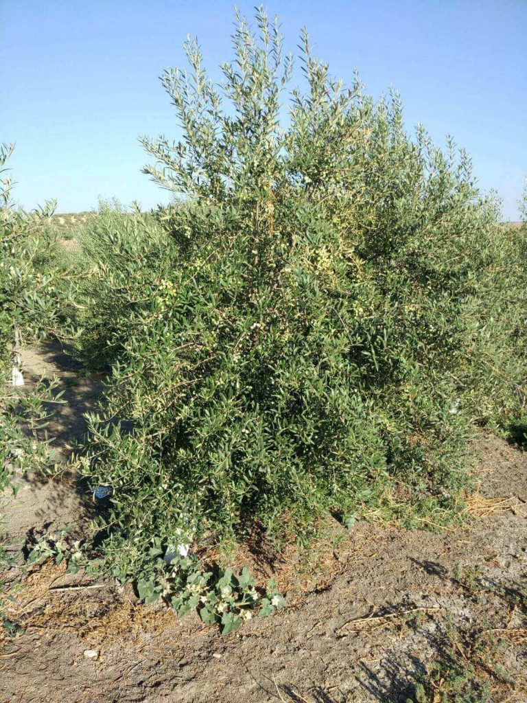 Arbequino-olive-tree-Green-Gold-Single-Variety-EVOO-Reinos-de-Taifas