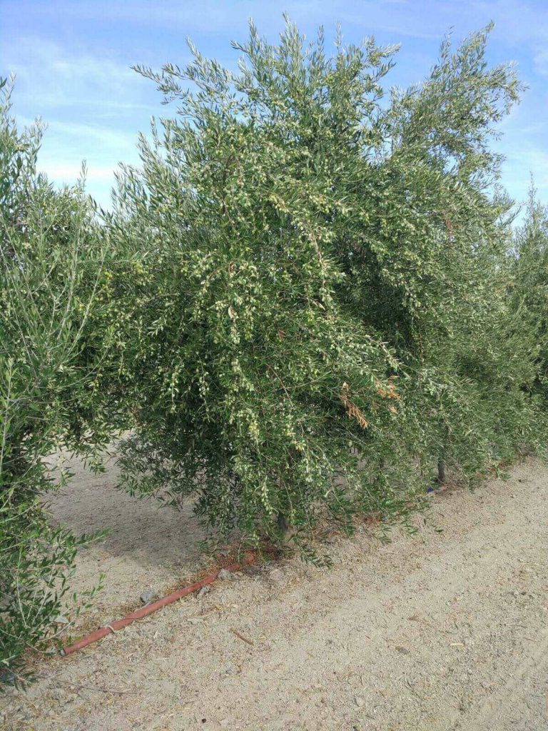 Koroneiki-olive-tree-Green-Gold-Single-Variety-EVOO-Reinos-de-Taifas