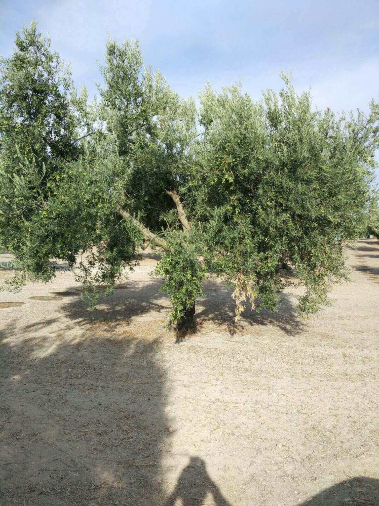 Picual-olive-tree-Green-Gold-Single-Variety-EVOO-Reinos-de-Taifas