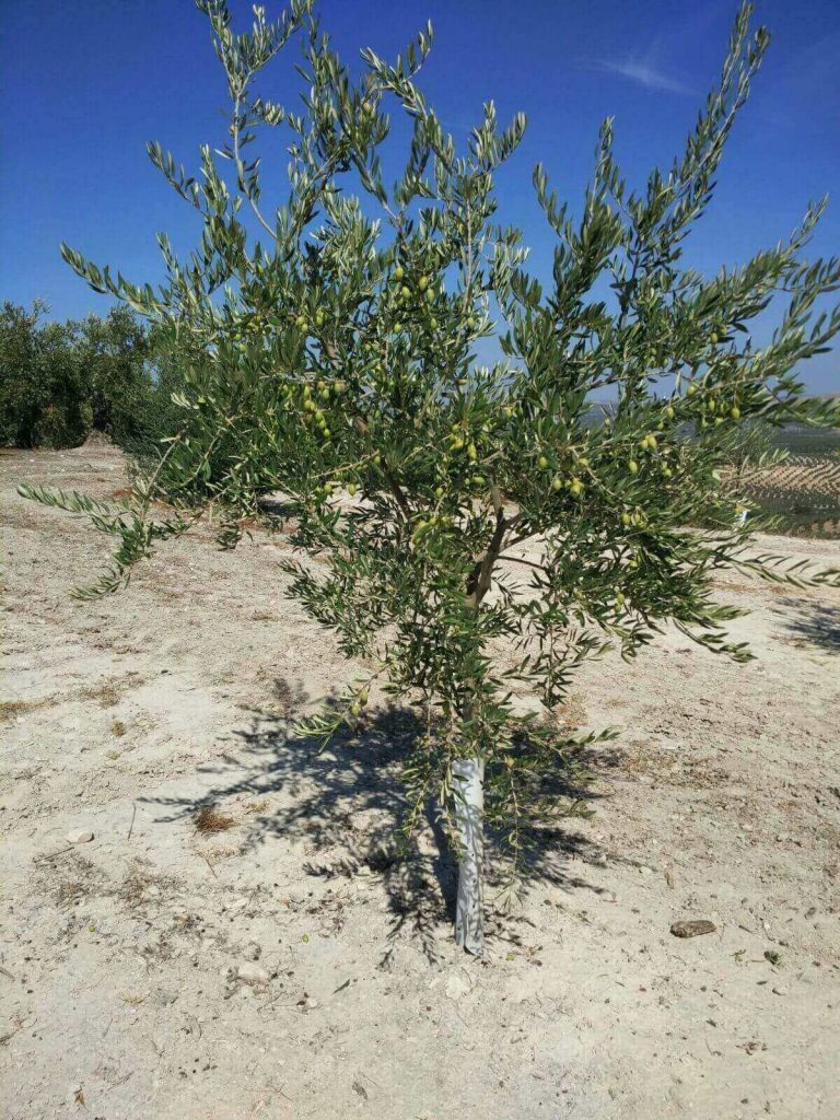 Picudo-olive-tree-Green-Gold-Single-Variety-EVOO-Reinos-de-Taifas