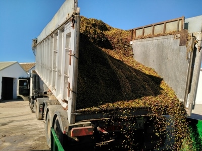 lorry unloading olives in the mill