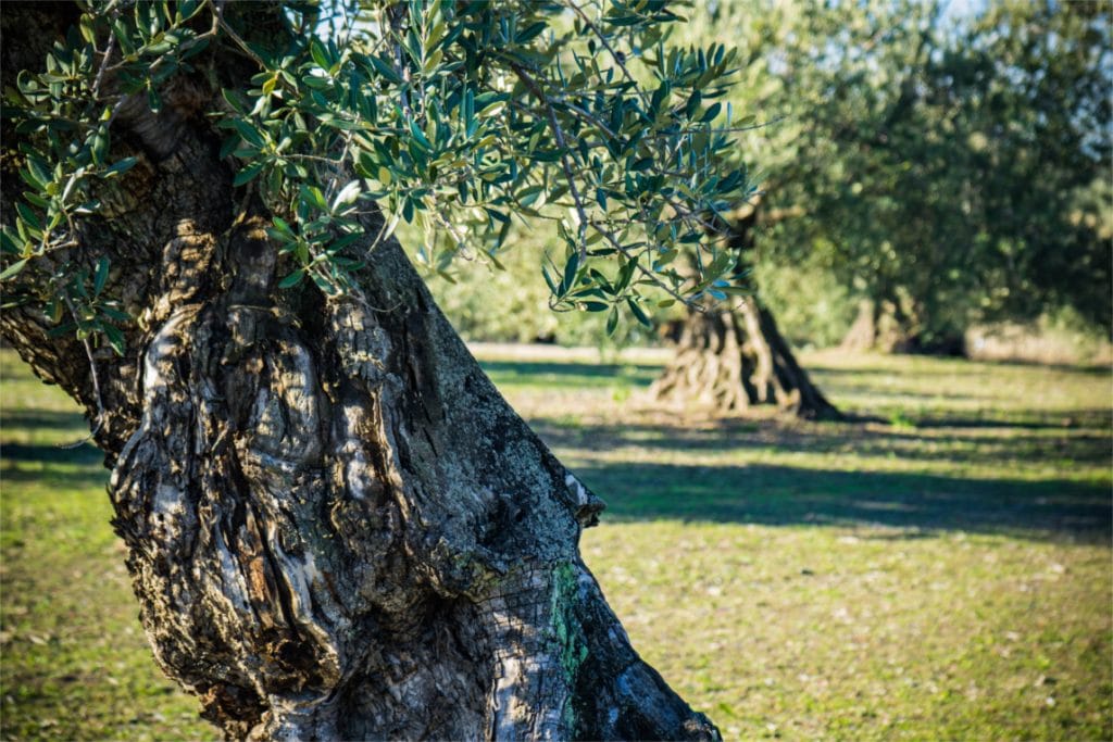 Single Variety Picudo Olive tree