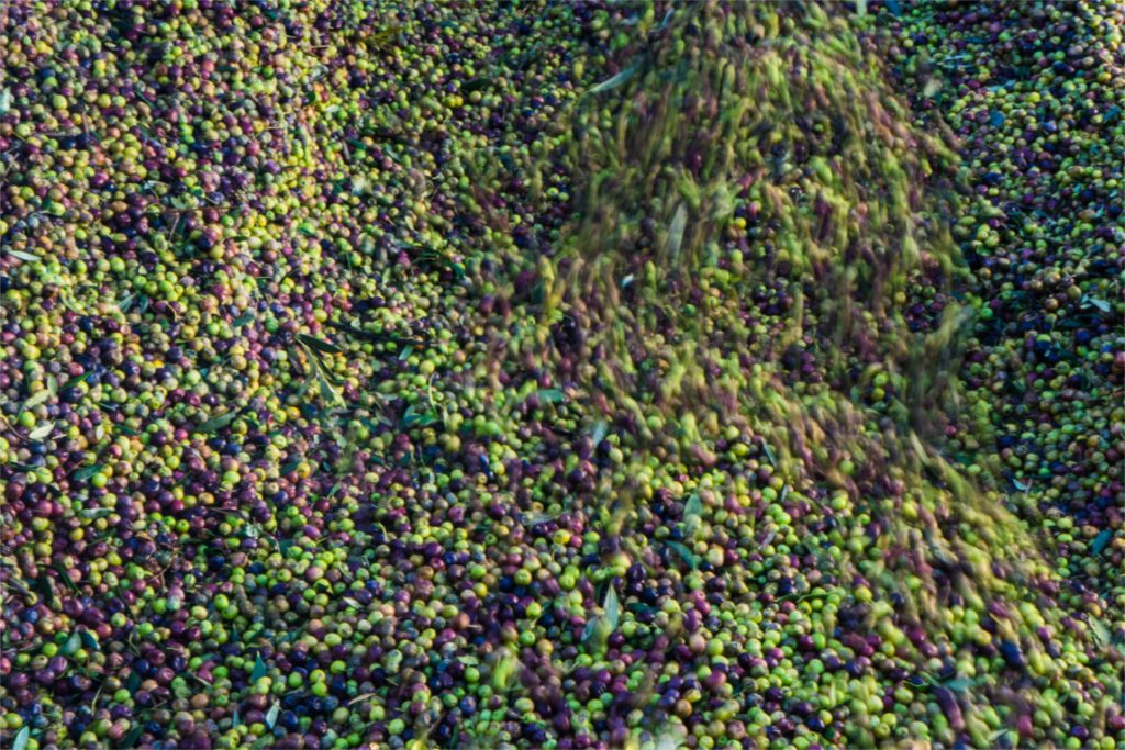 Olives collection during the harvest