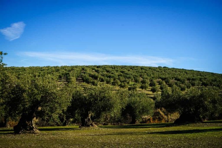 Blog olive trees