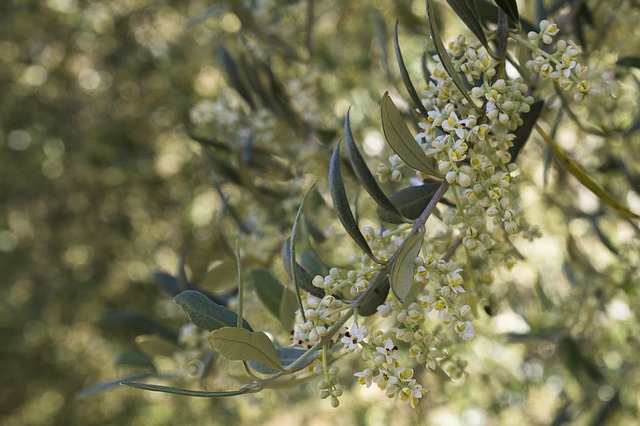 La floración del olivo