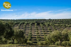 olive tree care of groves at castro del rio, spain