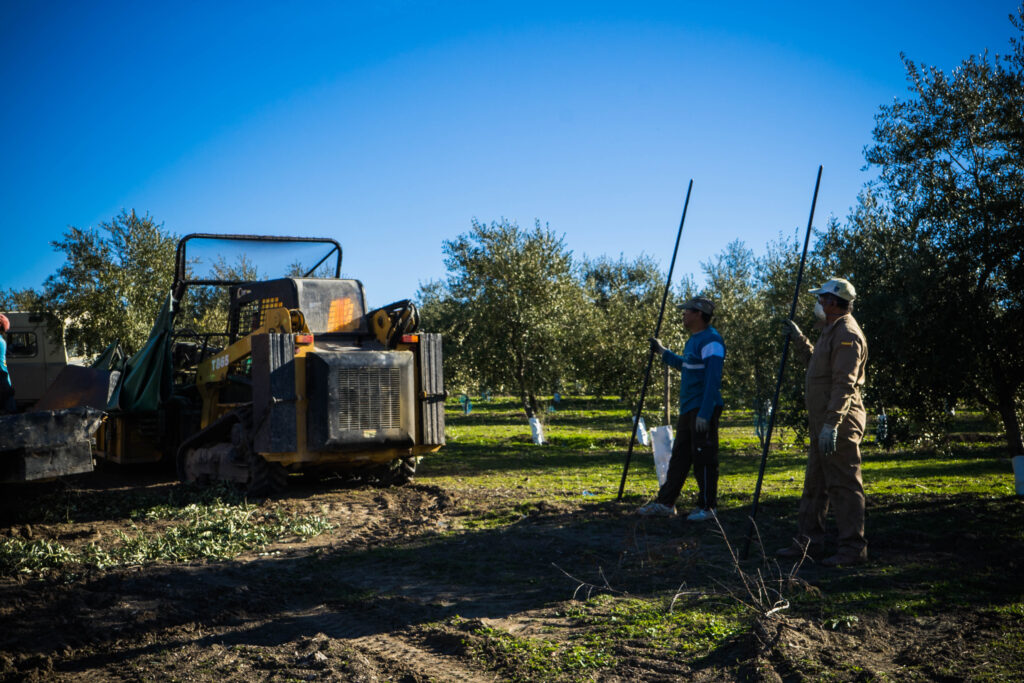 olive harvest season, collecting olives