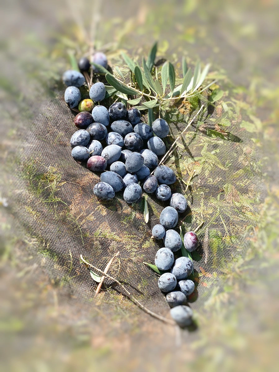 Comprar Aceite de Oliva Virgen Extra Monovarietal. Tienda Online Reinos de Taifas. 14 collecting olives to take them to the olive mill, cosecha de la aceituna